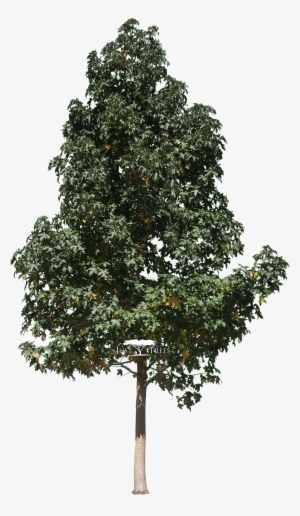 Liquidambar Styraciflua - Liquidambar Styraciflua Png