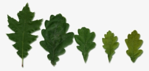 Quercus Leaves - Leaf