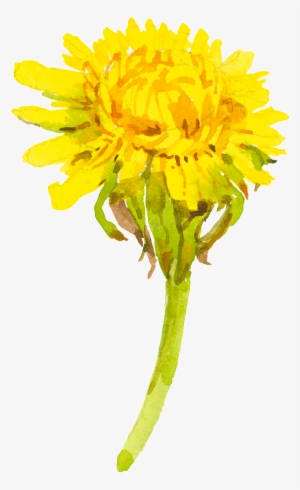 Yellow Cartoon Chrysanthemum Watercolor Transparent - Watercolor Painting