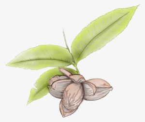 Pecan Leaves Illustration - Illustration
