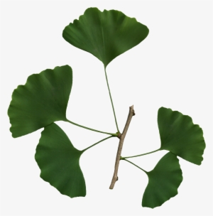 Ginkgo Biloba Scanned Leaves - Ginkgo Biloba Leaf Png