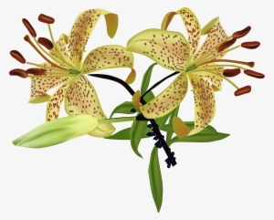 Lilium Flower Watercolor Painting - Flower