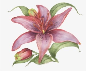 Hand Drawn Flowers, Watercolor Flowers, Transparent - Watercolor Painting