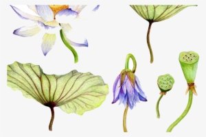 Watercolor Painting Nelumbo Nucifera Water Lily Drawing - Watercolor Painting Art Water Lilies