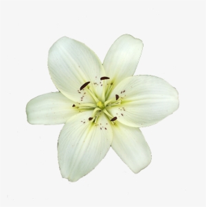 Lily White High-quality - Lily Flower Transparent Background