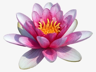 Free Png Water Lily Transparent Png Images Transparent - Water Lily Flower Png