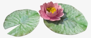 Water Lily Png Image - Water Lily Transparent Png