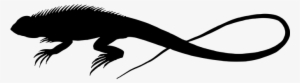 Animal Lizard Reptile Silhouette Lizard Li - African Lizards Silhouette