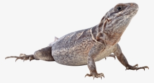 Lizard Png