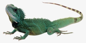 Lizard Png - Lizard Transparent Background