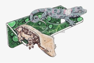 C3 Ledges Custom Illustration - Illustration