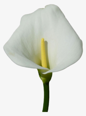 Calla Lily Clipart Transparent - White Calla Lily Png