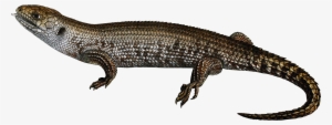 Lizard Png - Reptile