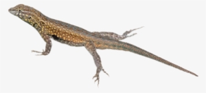 Lizard - Side-blotched Lizards