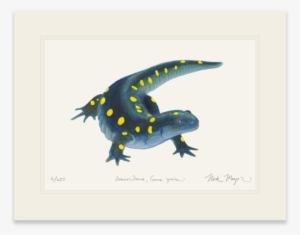 Spotted Salamander