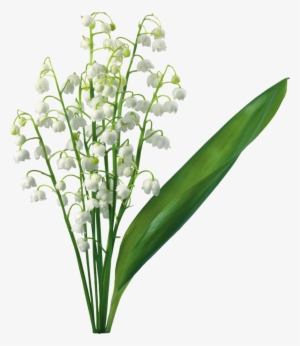 Transparent Lily Of The Valley - Lily Of The Valley Png