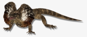 Lizardfrillnecked Zerosvalmont - Frilled-neck Lizard