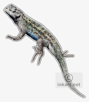 Leopard Lizard Clipart Pen - Blue Belly Lizard Drawing