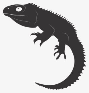 Tuatara,reptile,ancient Reptile,living Fossil,new Zealand,free - Tuataras Png