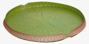 Water Lily Png Image - Portable Network Graphics
