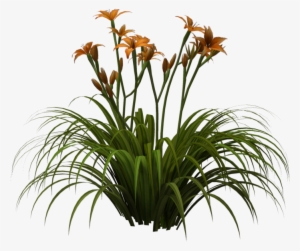 Rendered In Poser Pro 2012 Please Download For Full - Lily Plant Png