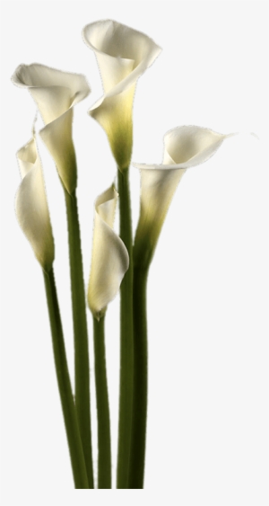 Download - White Calla Lily Png