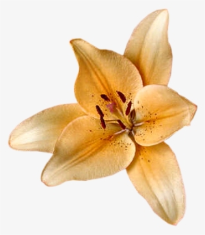 Lilly Orange - Portable Network Graphics