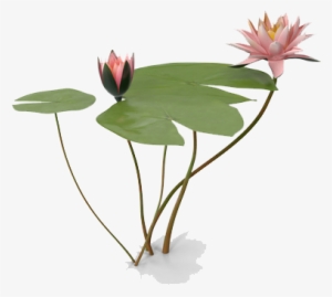 Water Lily Png Photo - Water Lilies