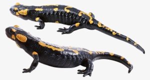 Download - Salamander Png Transparent