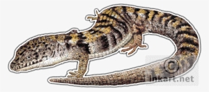 Southern Alligator Lizard Decal - Draw Alligator Lizrd