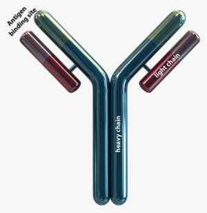 An Antibody Is Roughly Shaped As A ”y“, Consisting - Antibody Png