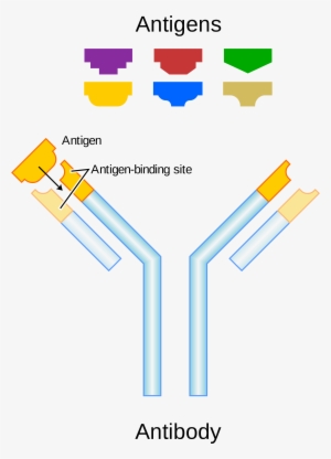 Open - Antibody And Antigen Diagram