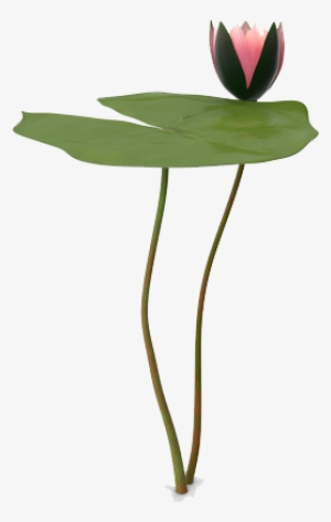 Water Lily Png Picture - Anthurium