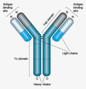 Antibody Structure - Ustekinumab Structure
