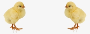 Baby Chicken Png Image - Pollo Con Fondo Png