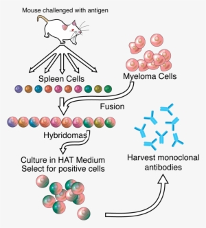 Monoclonal Antibodies