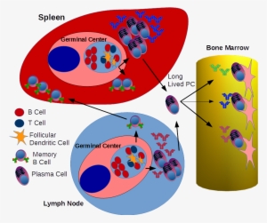 Development Of Memory B Cells & Antibody Producing - Spleen And B Cell Activation