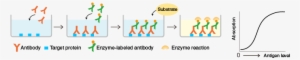 A Target Protein Is Immobilized On The Surface Of Microplate - Elisa Assay