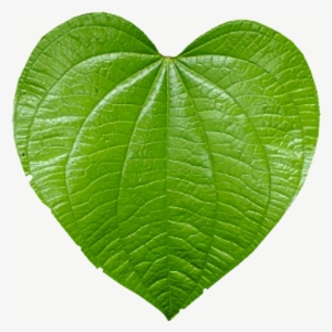 1024 X 1024 Png - Ivy Leaf Texture Transparency