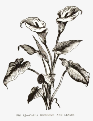 Calla Lily Clipart Vintage - Drawn Calla Lily No Background