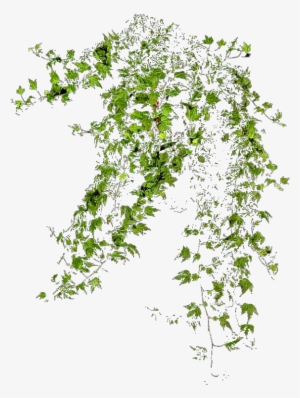 Plantas Png