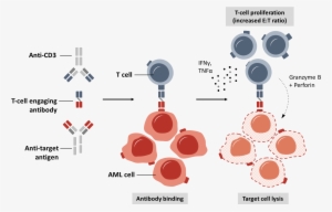 Research Antibodies - Research
