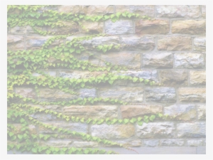 Ivy Wall Only