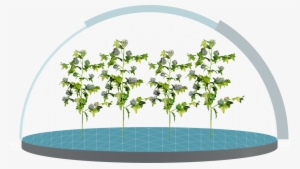 A Wider Spectrum Of Worm Control - Cotton
