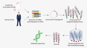 Compared With The Traditional Hybridoma Method, Antibody - Library