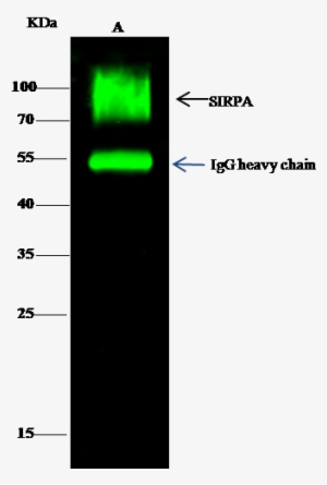 Anti-sirp Alpha Antibody Images - Signal-regulatory Protein Alpha