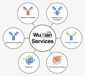 Antibodies Hub And Spoke Wuxi Biologics - Circle