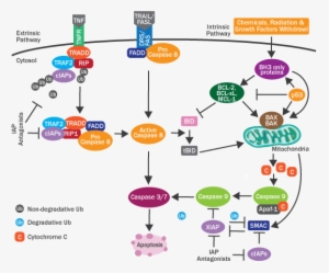 Lc3 Antibody - Caspase 9 Signaling Pathway