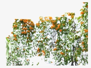 Este Diseño De Producto Es Green Vine Png Sobre Green, - Portable Network Graphics