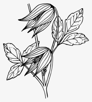 This Free Icons Png Design Of Blue Vine Clematis